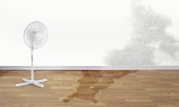 Reliable Bear Creek, AL Water damage restoration Solutions